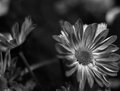 Day07 Flowers