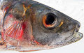 sardine-001.jpg