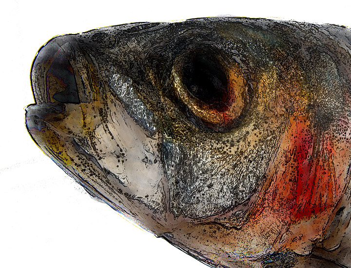 sardine-002.jpg