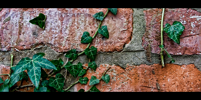 014-Ivy