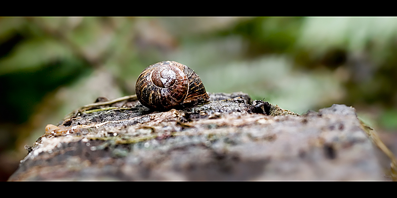 019-Snail