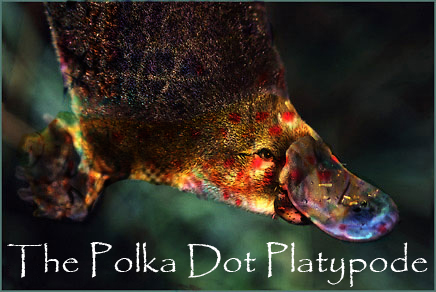 PolkaDotPlatypode.jpg