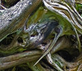 roots.jpg