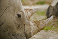 Rhino.jpg