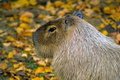 Rodent.jpg