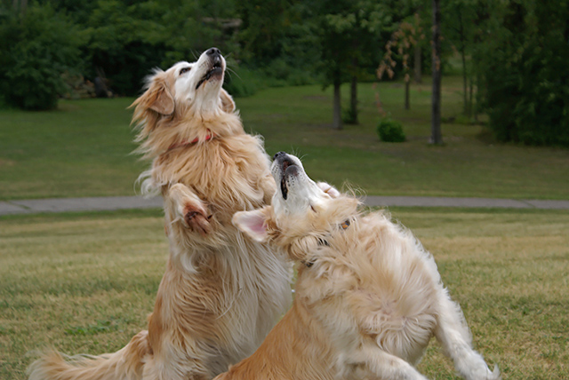Dancingwolves.jpg