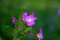 Macro Flower