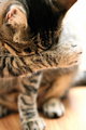 Camera Shy