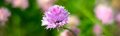 IMG_7008 - Version 2.jpg