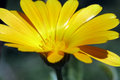 Yellow flower with sheen