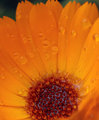 Dewdropped Flower - the sequel