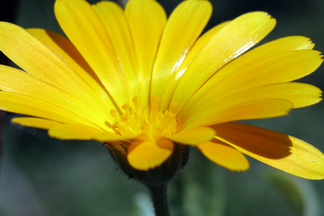 Yellow flower with sheen