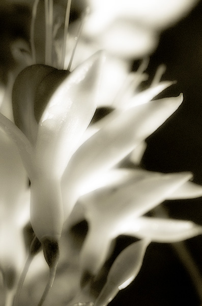 mono-flower.jpg