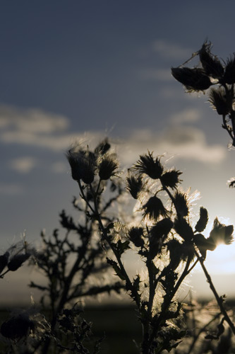thistle