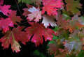 maple leaves in rain.jpg