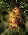douglas fir cone