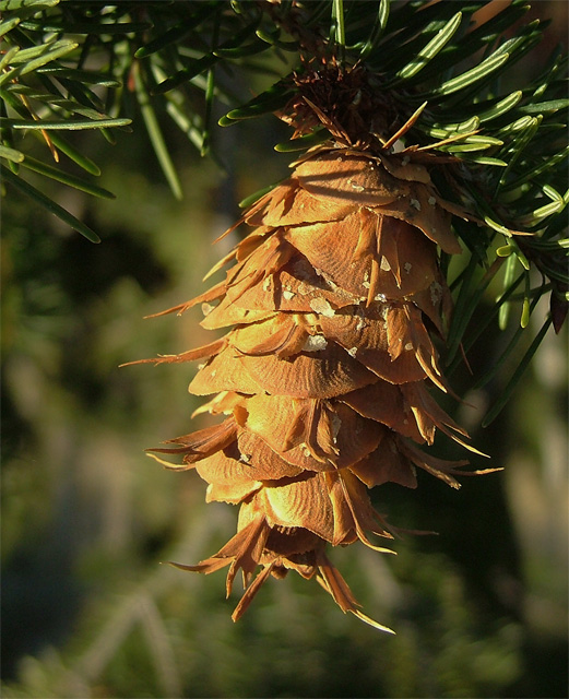 douglas fir cone
