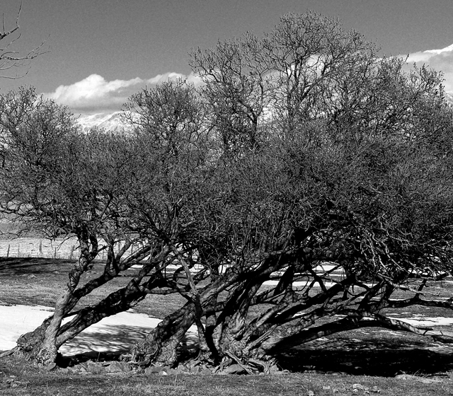 trees at Utah Lake