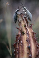 Beetles in Love