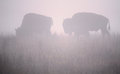 Buffalo in Fog