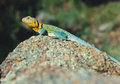 Collared Lizard