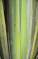 Fan Palm Texture
