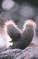 Cacti