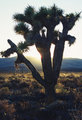 Joshua Tree