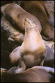 Posing Sea Lion
