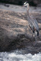 Great Blue Heron Looking for Food