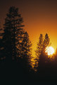 Sunset Pines