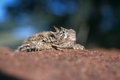 Horned Lizard