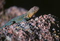 Collared Lizard Close