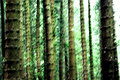 Forrest
