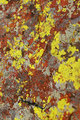 Lichens on Rock