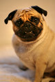 Portrait of a Pug