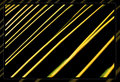 Palm Fronds