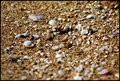 Beach Macro