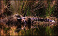 Basking Alligator