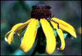 Screaming Yellow