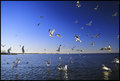 Gulls