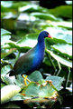 Purple Gallanule