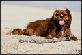 Life's a Beach