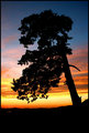 Lone Tree at Sunset