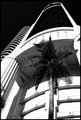 Palm Scraper