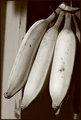 Bananas