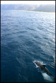 Follow That Dolphin!