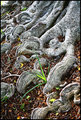 Roots