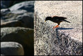 Myna Bird on the Hunt