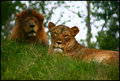 Lions